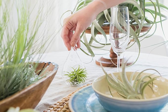 Thick Colombian Spanish Moss Live Strands with Wire Hook - Tillandsia Usneiodes - Live Tillandsia Succulent House Plants - Home and Garden Decor - Easy Care Indoor and Outdoor Plants