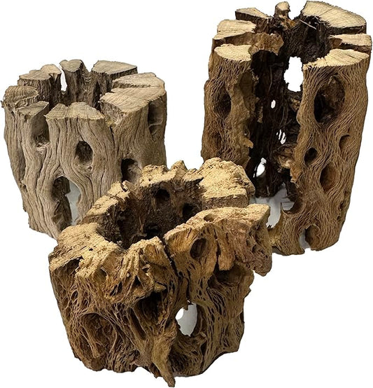 3 Natural Cholla Wood Air Plant Display Holders Individually Unique Round Decorative Stands (3 Pack Cholla Rounds)