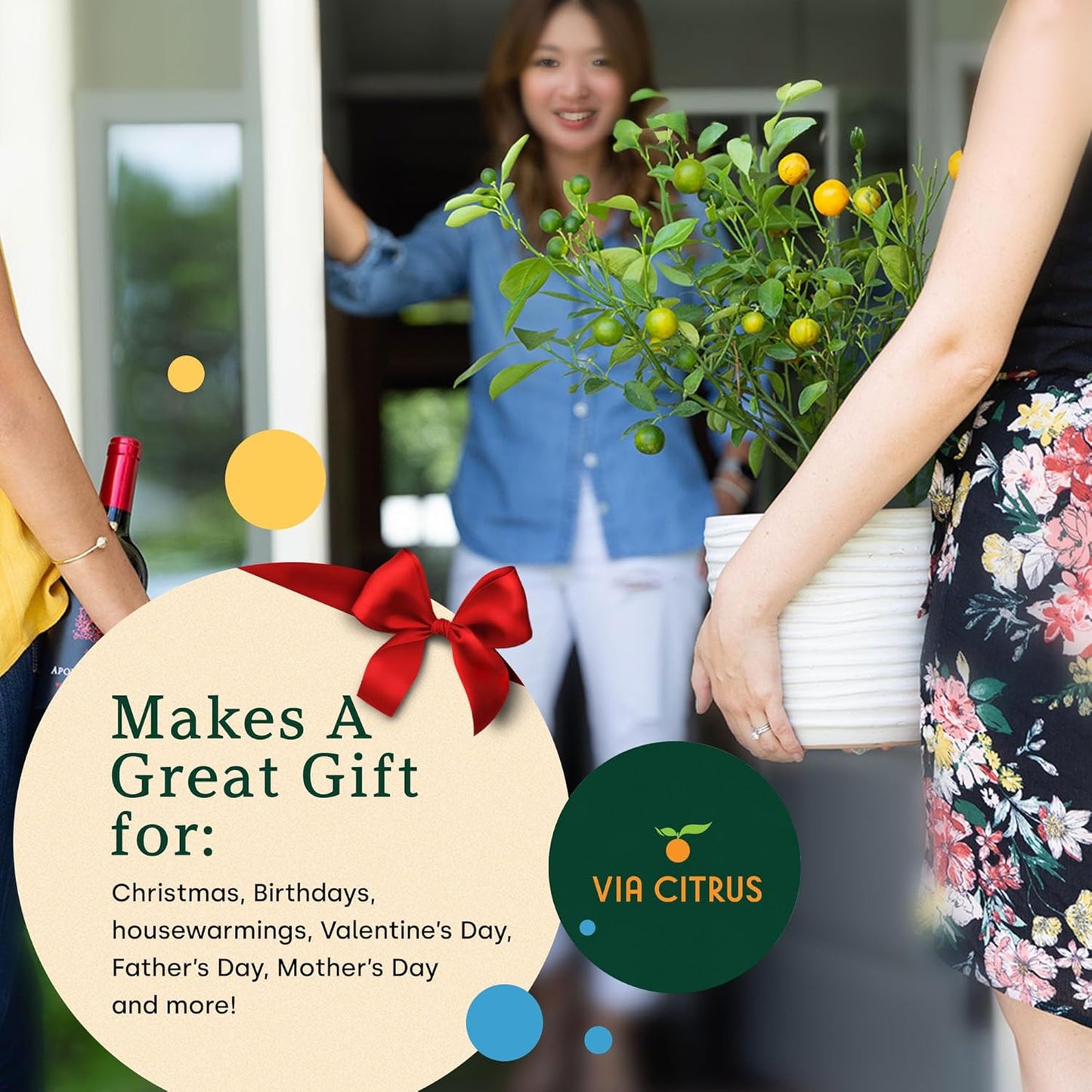 Grafted Kumquat Live Plants Outdoor Plant - Sweet Kumquat Tree, Fruiting Tree Cannot Ship: CA, AZ, TX, LA, Patio Fruit Trees, Indoor Fruit Trees Live Plants, Kumquats Plant by Via Citrus