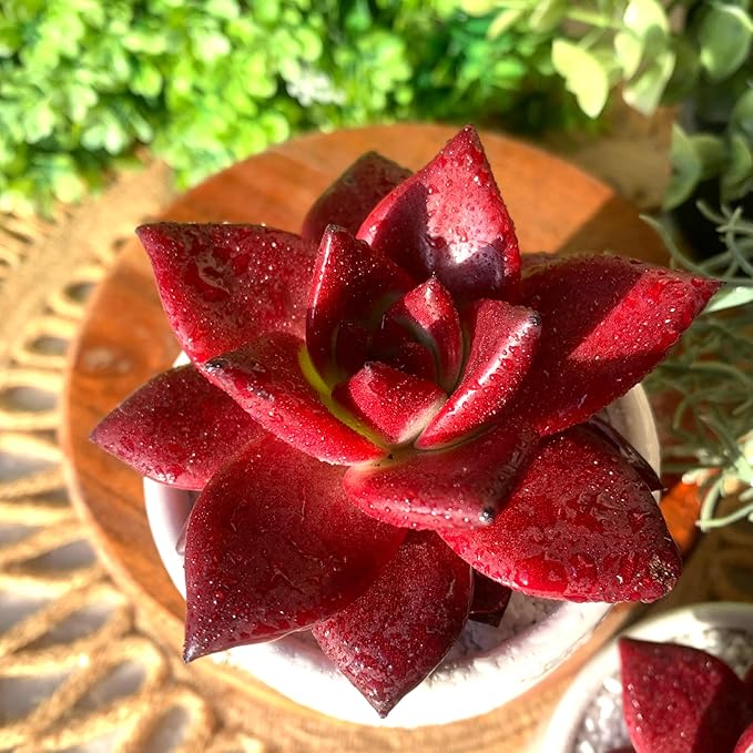 FWPP Live Succulents Plants Echeveria Agavoides v Romeo Rubin 3 inches,Rare red Succulents Bare Root Without Pot Soil, Live Plants Indoor Office Decoration Wedding and Gift