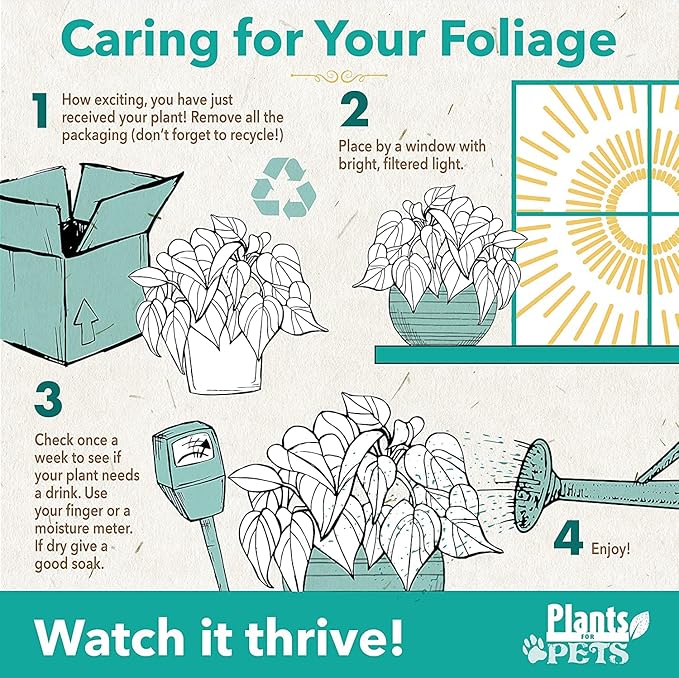 6" Swiss Cheese Plant Monstera Adansonii Live Plant Hanging Basket, Swiss Cheese Monstera Plant Live House Plants Indoors Live Plants Indoor Plants Live Houseplants Live Indoor by Plants for Pets