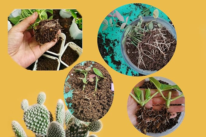 23 lb Extra Small Grain Japanese Super Hard Akadama Bonsai Soil (1-3mm,14 Liter), Indoor/Outdoor Plant Soil Mixture, Drainage and Breathable, Promote Rooting