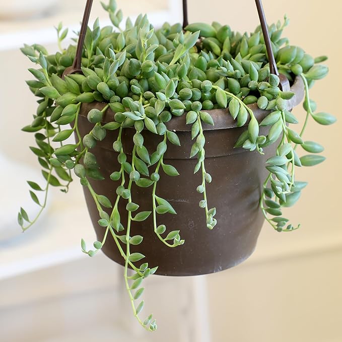 String of Bananas Succulent, Hanging Plants Live Succulents Plants Live Houseplants, Hanging Planter Basket, Mini Succulents Live Plants Indoor Plants in Plant Basket by Plants for Pets