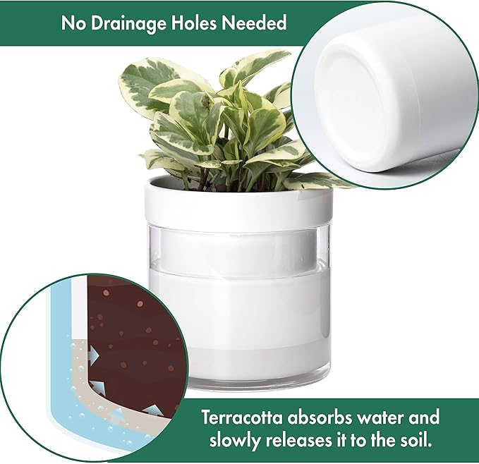Phoenix Vine 6 Inch Self Watering Planter, White Terracotta Clay Pot with Glass Reservoir for Indoor Plants, Herbs, Flowers, Set of 1, 52-B-F-1