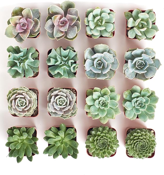 Shop Succulents Rosette Succulent Plant Pack Bulk Collection - Live Mini Succulent Plants, Low Maintenance, Floral Shaped Mix of Colors & Textures - Wedding and Party Favors, Gift & Garden, Pack of 16
