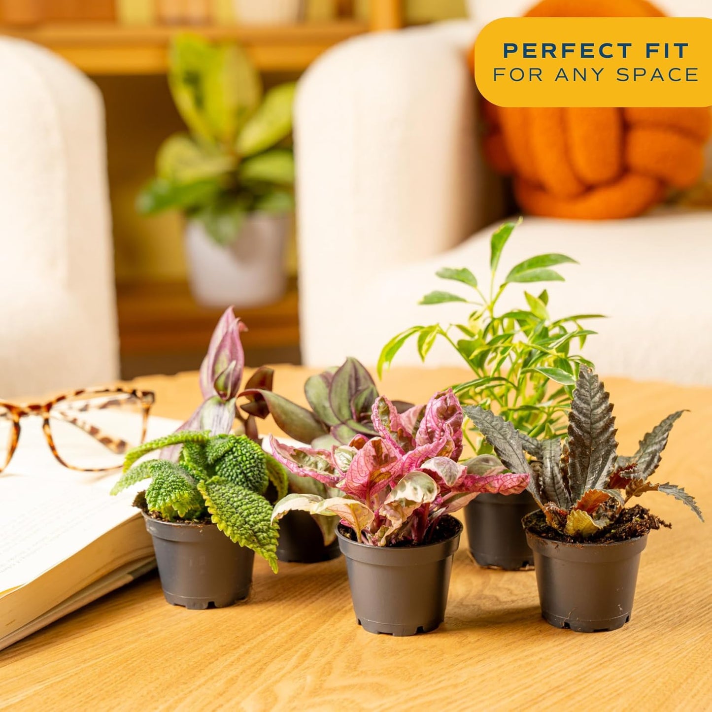 Costa Farms Live Plants (Pack of 20), Easy to Grow Live Indoor Houseplants in 2.5-Inch Plant Pots, Hand-Selected Varieties, Home and Room Decor