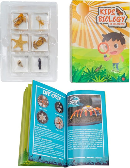 6 PCS Marine Life Specimen Set,Hermit Crab,Fiddler Crab,Starfish,Nassariidae,Sea Cucumber, Chiromantes Dehaani Resin Collection Science Toys