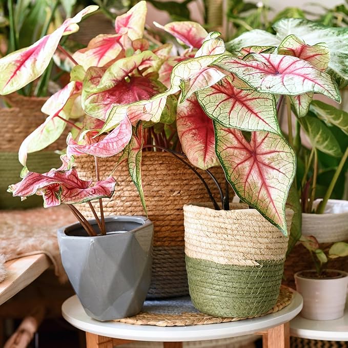 Caladium Plant Potting Soil - Enhance Colorful Beauty and Health with Professional Grade Nutrient-Rich Mix - 3 Quart