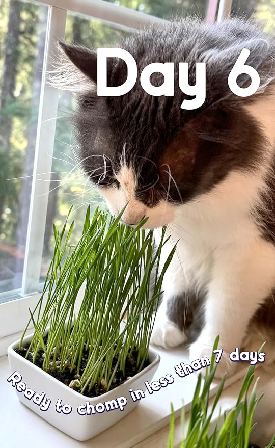 Cat Grass Seeds – Soft, Tasty Wheatgrass – Grows 8 Pots of Fresh Cat Grass for Indoor Cats & Kittens – Easy & Fast to Grow – Small Pack Grows 100 Square inches of Edible cat Grass Vitamunch