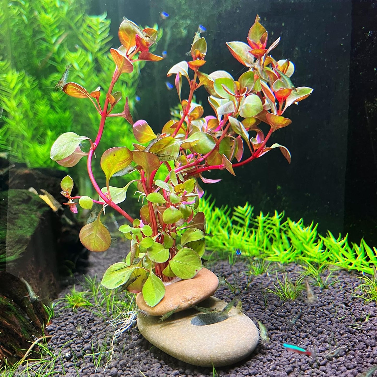 Natural River Stone Plant Weights for Aquarium, Handmade Pebble Anchors for Aquatic Plants, Fish Tank Decorations, Unique Shape & Size, Landscape Plant Weights (Small 0.8″ Hole 6pcs)