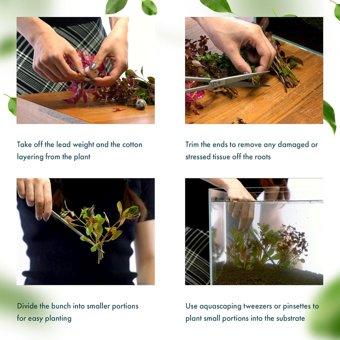 Live Plant - Tall Grass, Vallisneria Nana - Easy Care, Low to Moderage Light, Bright Green Accent, Freshwater Aquatic Plant for Aquascaping - Lead Bunch