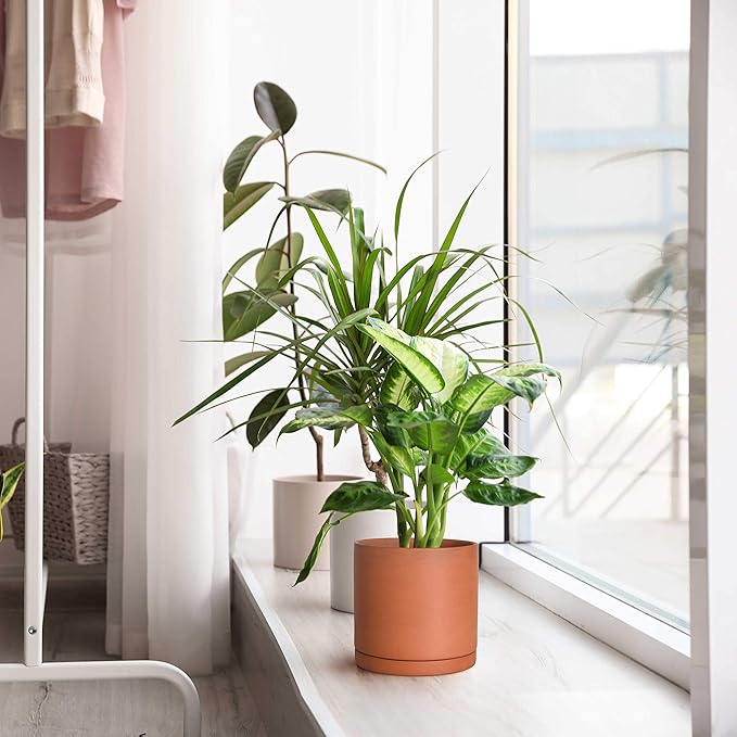 D'vine Dev Medium 8 Inch Terracotta Plant Pot with Drainage Hole and Saucer, Round Cylinder Planter Pot for Indoor Plants, 40-X-A-4