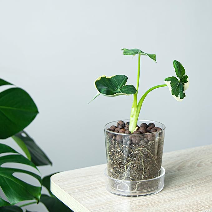 Phoenix Vine 4.5 Inch Clear Acrylic Planter Pot with Tray, Orchid Pot with Drainage Holes, Deep Saucer for Bottom Watering, Transparent Containers for Indoor Plants, Herbs, Set of 1, 91-A-E-1