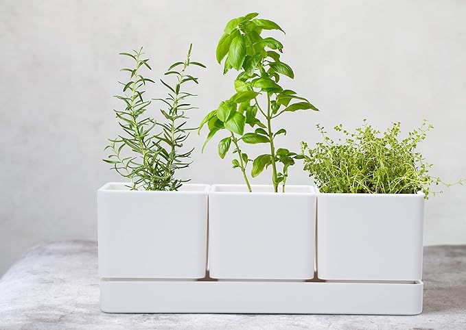 D'vine Dev Herb Garden Planter Set, Plastic Plant Pots with Drainage and Saucer, Indoor Succulent Cactus Vegetable Pot for Windowsill, Garden Balcony, White, Set of 1, 76-V-A-1
