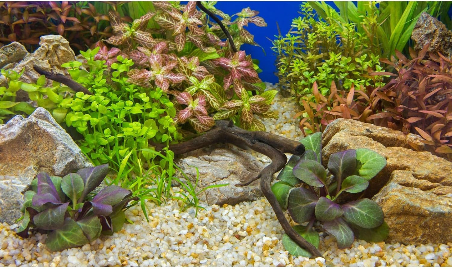 Aquarium Background Various Underwater Grass Plants Pebble Aquarium Backdrop Vivid and Fresh Green Aquatic Plants Stone River Bed and Dead Wood Purple Leaves Tank Background Vinyl 72x24in