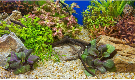 Aquarium Background Various Underwater Grass Plants Pebble Aquarium Backdrop Vivid and Fresh Green Aquatic Plants Stone River Bed and Dead Wood Purple Leaves Tank Background Vinyl 60x24in