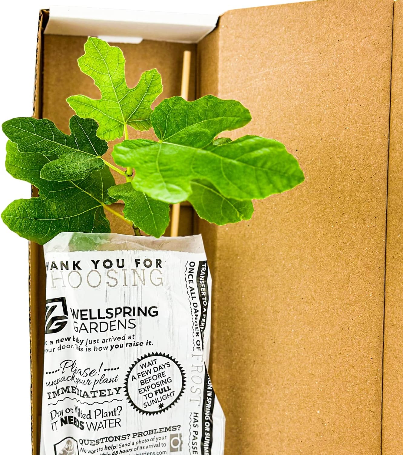 Yellow Long Neck Fig Live Plant - Ficus carica by Wellspring Gardens - Yellow-Fruit Tree Starter Plant, Live Fig Plant, Edible Tropical Plants Live, Garden and Patio Tree, Great for Outdoor Plant