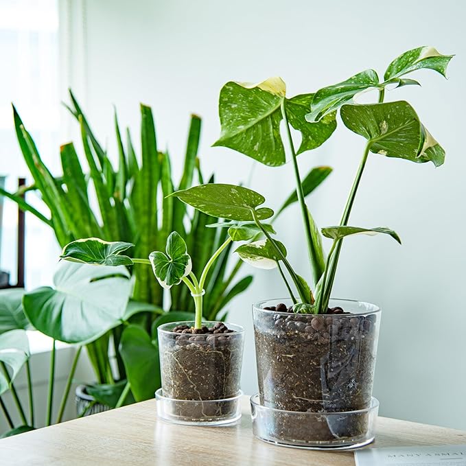 Phoenix Vine 6.5 Inch 4.5 Inch Clear Acrylic Houseplants Planter Pot with Tray, Orchid Pot with Drainage Holes, Deep Saucer for Bottom Watering, Modern Transparent Containers for Indoor Plants, Herbs,