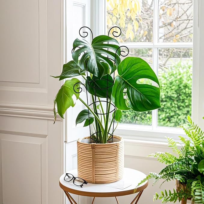 4 Pack 30 Inch Tall Metal Plant Trellis for Climbing Plants Indoor - Rustproof Garden Trellis for Potted Houseplants, Sturdy Support for Ivy, Pothos, Monstera, Hoya & Flower Vines