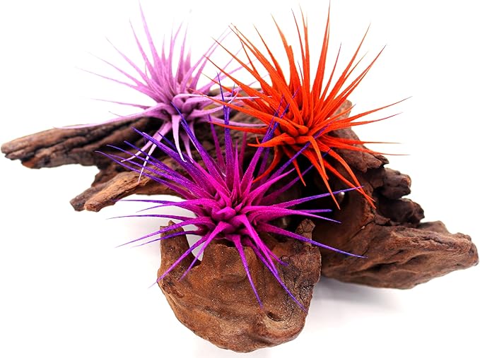 Dyed Tillandsia Ionantha Guatemala Enhanced Colored Colorful Air Plant Live Easy Care Indoor Outdoor Home Decor Gift Airplant by Awesome Industries Live Arrival Guaranteed (Orange)