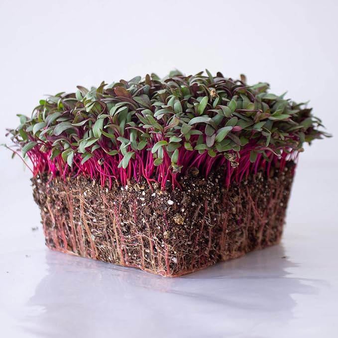 Beet Seeds - Red Round - 1 Oz ~1,500 Seeds - Beta vulgaris - Microgreens Seed - Non-GMO, Heirloom, Open Pollinated, Annual