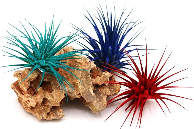 Dyed Tillandsia Ionantha Guatemala Enhanced Colored Colorful Air Plant Live Easy Care Indoor Outdoor Home Decor Gift Airplant by Awesome Industries Live Arrival Guaranteed (Teal)