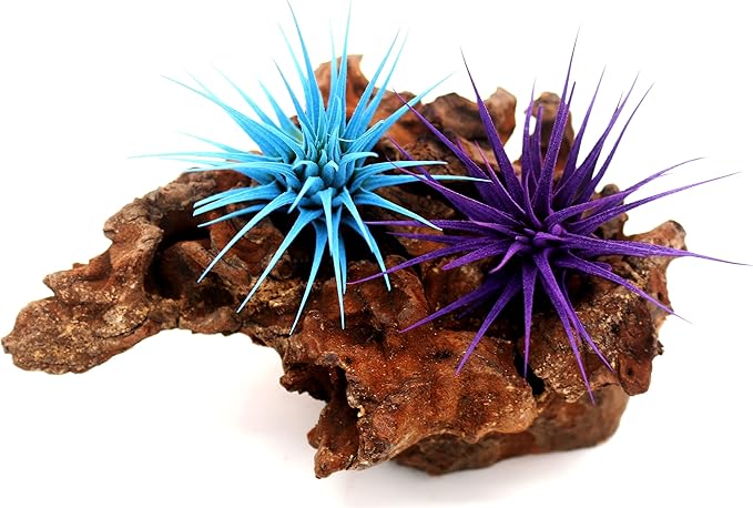 Dyed Tillandsia Ionantha Guatemala Enhanced Colored Colorful Air Plant Live Easy Care Indoor Outdoor Home Decor Gift Airplant by Awesome Industries Live Arrival Guaranteed (Purple)