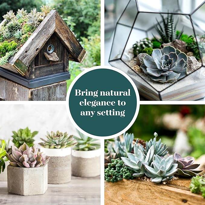 Shop Succulents Rosette Succulent Plant Pack Bulk Collection, Live Mini Succulent Plants, Low Maintenance, Floral Shaped Mix of Colors & Textures - Wedding and Party Favors, Gift & Garden, Pack of 256