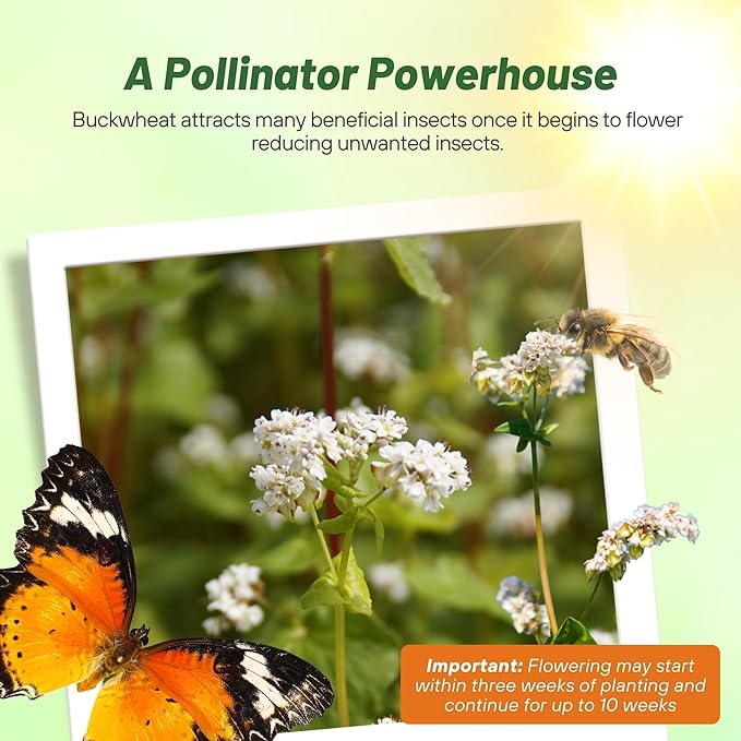 Outsidepride Buckwheat Seeds - 10lbs Annual, Fast-Growing, Easy to Grow Buckwheat Cover Crop Seeds for Green Manure, Bee Pasture & Pollinators, Wildlife Habitat, Soil Improvement, and Erosion Control