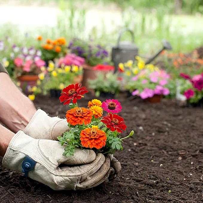 5 Kit - Growing into Shasta Daisy, Cornflower, Sunflower, Zinnia, Lavender for Indoor Outdoor Garden DIY Gifts