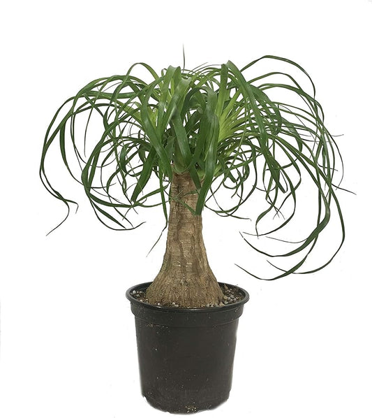 Ponytail Palm - 3 Live Plants in 6 Inch Growers Pots - Beaucarnea Recurvata - Beautiful Clean Air Indoor Succulent Houseplant
