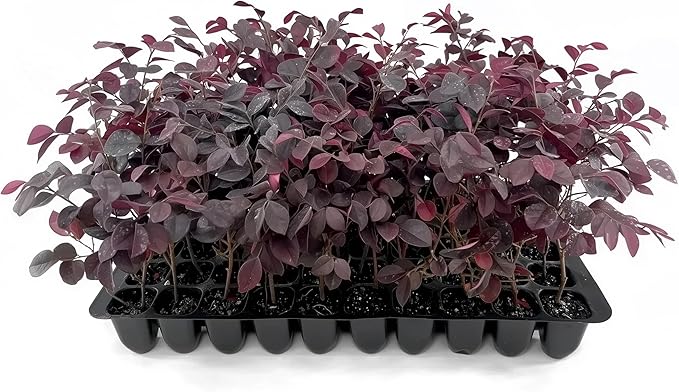 Loropetalum Carolina Midnight | 3 Live Plants | Loropetalum Chinense | Purple Foliage Shrub | Ornamental Landscape Bush | Fast Growing Plants