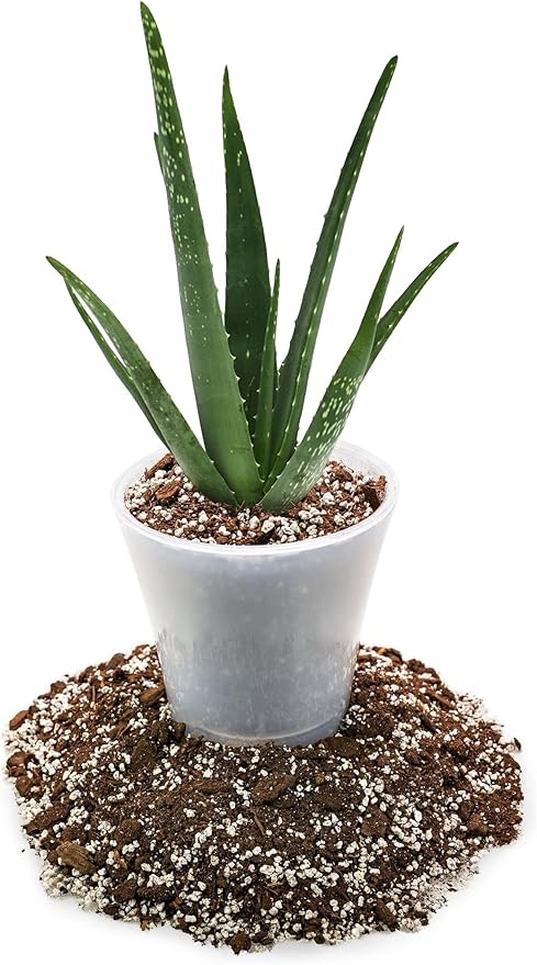 Premium Aloe Vera Potting Soil Mix - (5 Quart Bag)
