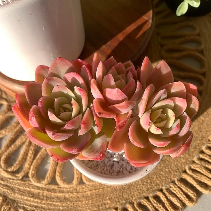 FWPP Live Succulents Plants Echeveria Silk Veil 3 inches,Rare Pink Succulents Bare Root Without Pot Soil, Live Plants Indoor Office Decoration Wedding and Gift