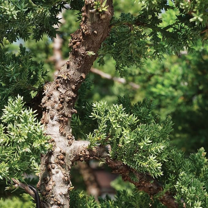 Brussel's Bonsai Live Green Mound Juniper Bonsai Tree - Medium, 5 Year, 6 to 10 Inches - Outdoor Bonsai Tree Live with Water Bonsai Pot (Not Sold in California)