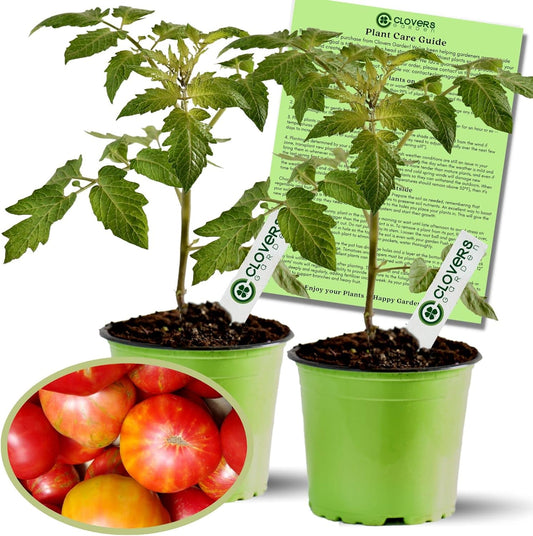 Clovers Garden Big Rainbow Tomato Plants – Two (2) Live Plants – Non-GMO - Not Seeds - Each 4" to 8" Tall – in 4" Inch Pots – Heirloom, Indeterminate
