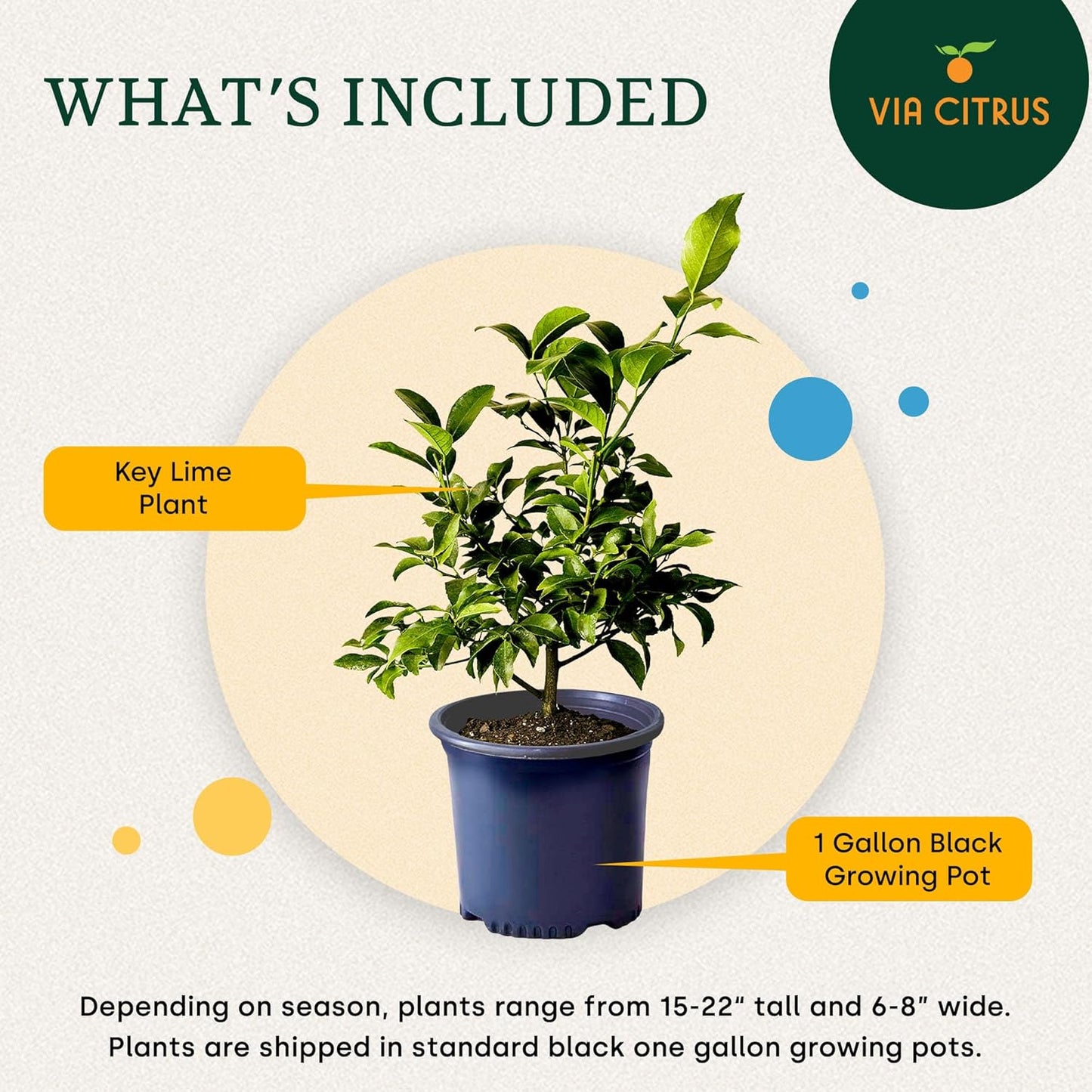 Key Lime Trees Indoor Plants Outdoor - Limes Citrus Tree Patio, Live Outdoor Tree Cannot Ship: CA/AZ/TX/LA – Potted Key Lime Plant, Indoor Fruit Trees Live Plants by Via Citrus