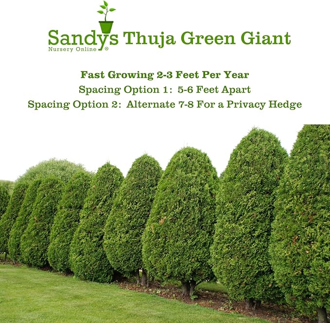 Thuja Green Giant Arborvitae Lot of 30 Each in a Protective Pouch 12-15 inches Tall