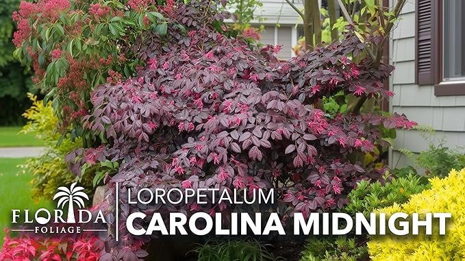 Loropetalum Carolina Midnight | 40 Live Plants | Loropetalum Chinense | Purple Foliage Shrub | Ornamental Landscape Bush | Fast Growing Plants