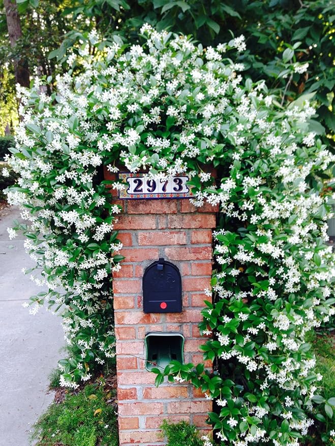 Perfect Plants Confederate Jasmine Live Plant, 1 Gallon Pot, Includes Care Guide