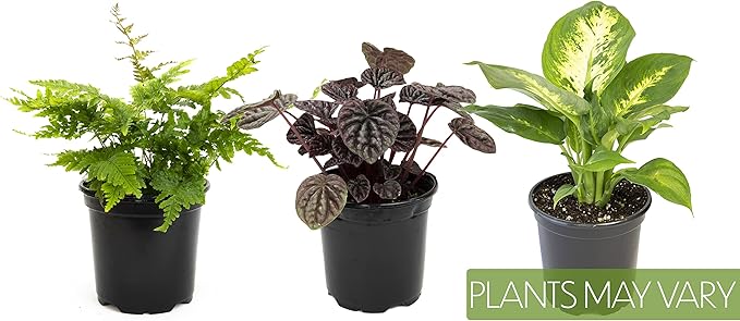 Essential Houseplant Collection (3PK) Live Plants Indoor Plants Live Houseplants in Plant Pots, Easy House Plants Indoors Live, Snake Plant, Pothos in Potting Soil, Clean Air Plants by Altman Plants