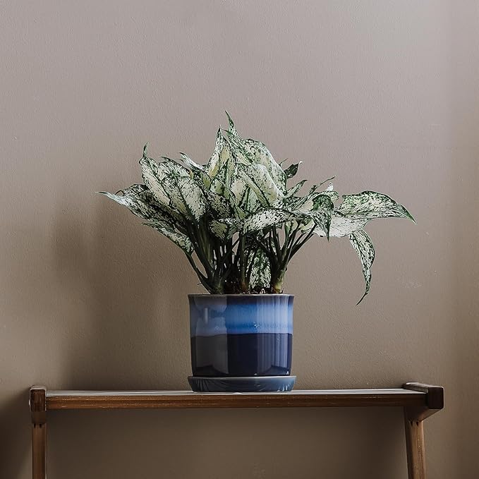 6 Inch Plant Pot: Ceramic Planter with Drainage Hole & Saucer for Indoor Outdoor Plants - Flowerpot with Bonded Tray for Home Office - Blue Reactive Glaze