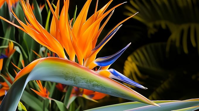 Orange Bird of Paradise | Strelitzia Reginae | 20 Live Plants | Tropical Perennial Blooming Specimen