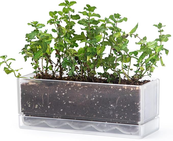 D'vine Dev 12 Inch Window Box Planter, Rectangle Plastic Herb Planter with Drainage Holes and Saucer, Indoor Succulent Cactus Vegetable Pot for Windowsill, Garden Balcony, Clear, Set of 1, 76-X-D-1