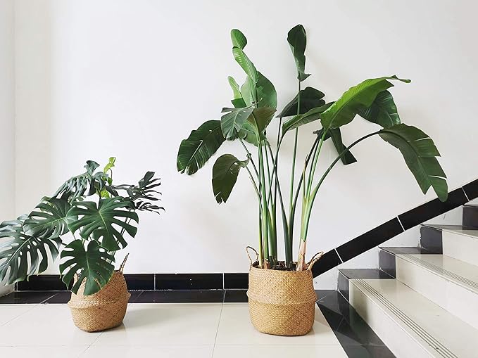 Large Seagrass Plant Basket with Handles, Wicker Woven Storage Basket (14.1“ Diameter x 13.8" Height), Natural)