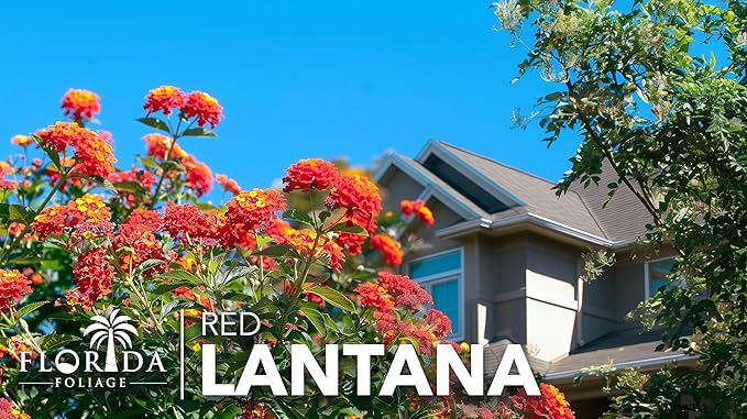 Lantana Dallas Red | 1 Large Gallon Size Plant | Lantana Camara | Flowering Perennial | Garden Colorful Bloom | Hardy Outdoor Decor | Vibrant Red Flowers
