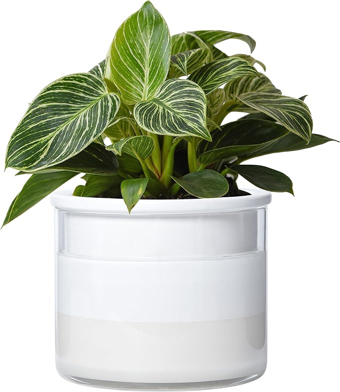 Phoenix Vine 6 Inch Self Watering Planter Pot, Design White Terracotta Pot for Plants, Indoor Cylinder Terra Cotta Pot with Glass Vase, Set of 1, 51-B-F-1