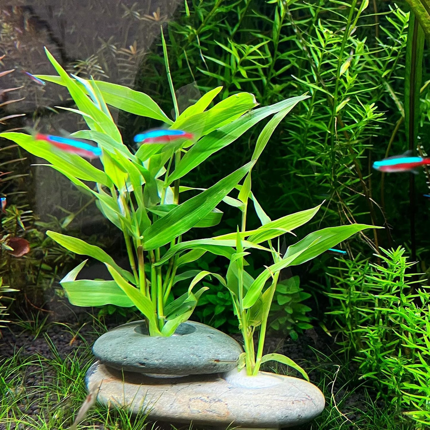 Natural River Stone Plant Weights for Aquarium, Handmade Pebble Anchors for Aquatic Plants, Fish Tank Decorations, Unique Shape & Size, Landscape Plant Weights (1.2″ Hole 5pcs)