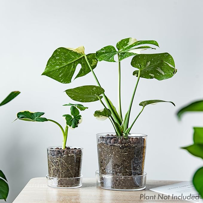 Phoenix Vine 6.5 Inch 4.5 Inch Clear Acrylic Houseplants Planter Pot with Tray, Orchid Pot with Drainage Holes, Deep Saucer for Bottom Watering, Modern Transparent Containers for Indoor Plants, Herbs,