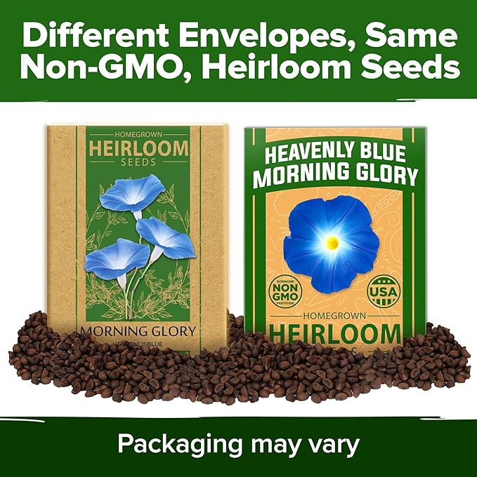 HOME GROWN 𝗨𝗦𝗔 𝗣𝗥𝗘𝗠𝗜𝗨𝗠 Heavenly Blue Morning Glory - 150 Heirloom Seeds for Planting, 𝗡𝗢𝗡-𝗚𝗠𝗢 Ideal for a Flower Garden That Attracts Pollinators and Birds (Ipomoea Tricolor)